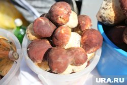На Ямале есть места, где грибы собирают ведрами