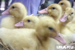 Он помог утиному семейству перейти дорогу и добраться до обочины