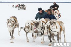 Прокатиться на оленьей упряжке - удовольствие не из дешевых в ЯНАО 