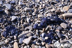 В Анапе 23 мая со дна собрали 88 мешков мазутной смеси, сообщиили в оперштабе Кубани