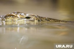 У большинства крокодилов, которые живут на ферме, удивительные истории жизни