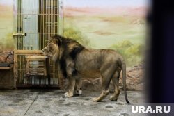 Лев Харрис получил просторный вольер после карантина