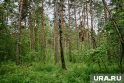 В лесу житель Перми нашел необычный гриб