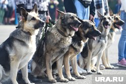 Пермские служебные собаки усилят кинологическую службу в Костромской области