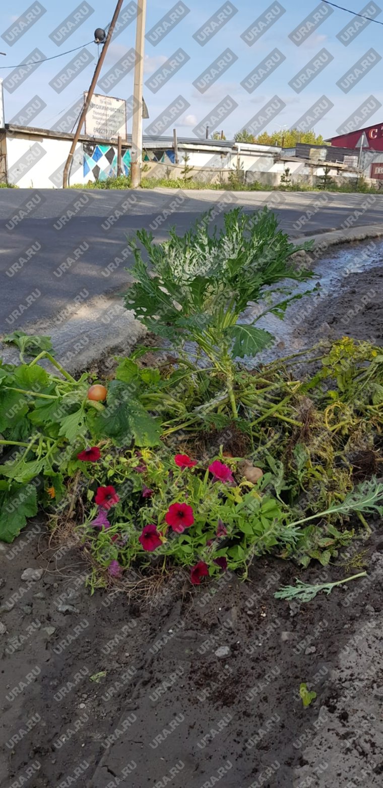 Водители Пыть-Яха заделали дорожную яму картофелем и капустой. 