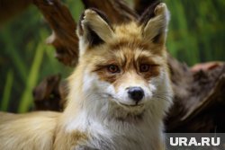 Лисы и другие хищники повадились заходить на участки жителей Шадринского округа