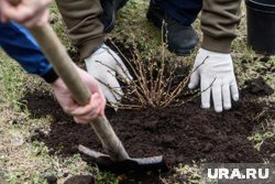 Саженцы гортензии лучше выбирать в возрасте не более двух лет