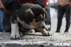 Жители Краснокамска могут подарить щенкам новый дом