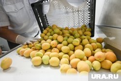 Плоды были заражены вредителем