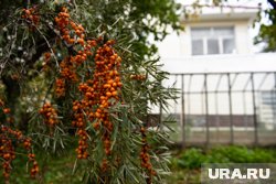 Уралец придумал хитроумный способ, как собирать полезную ягоду 