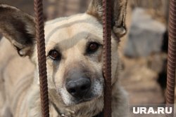 Приют появится на улице Чекистов