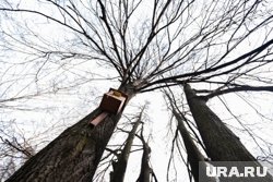Подросток забрался на верхушку дерева
