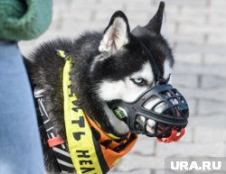 Чистый убыток компании составил более 13,7 млн рублей
