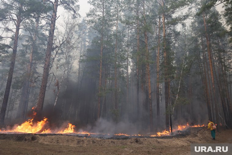 Крупные лесные пожары полыхали в Курганской области весной 2022 года