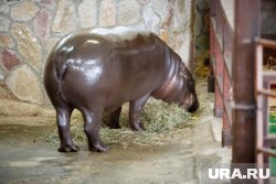  К Еве жених приедет не раньше, чем через год