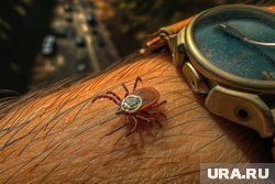 Более 150 тысяч россиян пожаловались на укусы клещей
