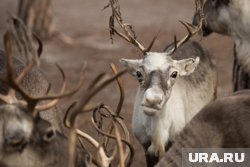 Убойные комплексы ЯНАО ждут изменения в субсидировании 