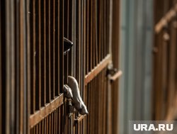 Чтобы оставить питомца на три месяца в зоотеле, хозяева должны были заплатить около полумиллиона рублей (архивное фото)