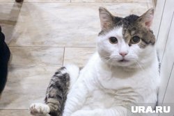 Одним из признаков избалованного кота является его отказ от обычной еды