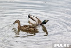 Птицы потеряли водоотталкивающий слой 