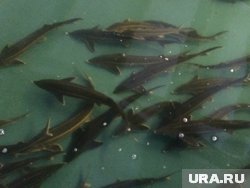 Стерляди и осетра на шесть миллионов рублей выловили браконьеры в ХМАО