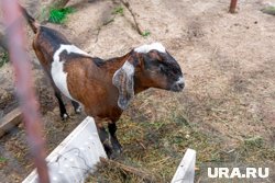 Родиной коз породы камори является Пакистан
