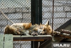 Раненной лисице потребуется время на зализывание ран