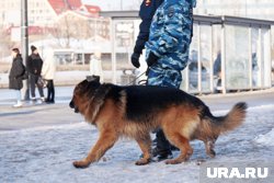 Полицейские вновь разыскивают пропавшую школьницу 