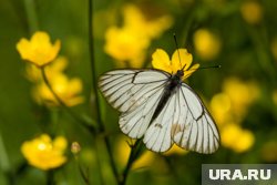 Жители Кургана заметили массовое нашествие гусениц 