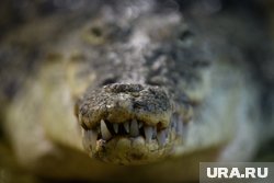 Крокодилы бросаются только когда чувствуют опасность. Люди - это не те, кто может стать для них пищей