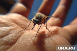 Для отпугивания комаров можно использовать различные эфирные масла