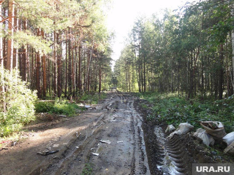 Пермяки катались на автомобиле по лесу и заблудились