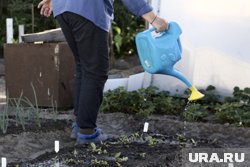 Вредители завелись на участке