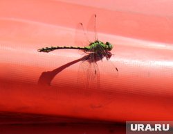 Стрекоз заметили 28 июля