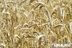 В Тюменской области продолжается уборочная кампания