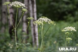 Из-за ожогов, предположительно, от борщевика, у петербуржца снизился объем циркулирующей крови, сообщили в telegram-каналах