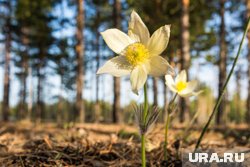 На подснежник наткнулся один из грибников