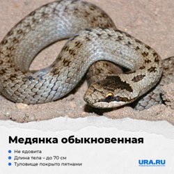 Змея Медянка тоже может оказаться на садовом участке