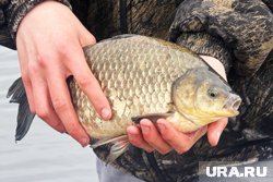 Повышение уровня воды в Тоболе способствовало появлению большего количества рыбы