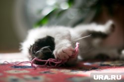 На продажу выставили котенка одной из самых дорогих пород (архивное фото)