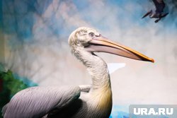 Пеликаны считаются чрезвычайно редким видом