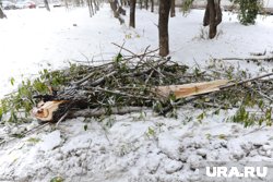 Коммунальщик сломал деревья во время уборки