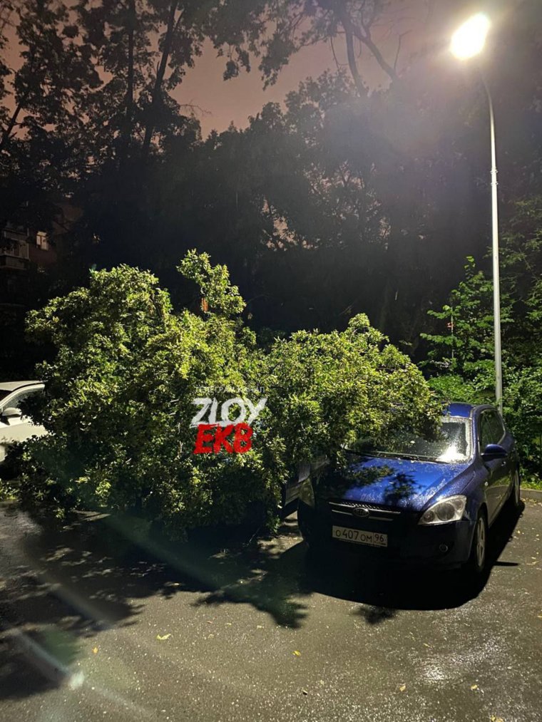 Дерево упало на автомобили