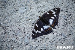 Популяция краснокнижных бабочек снижается из-за действий людей 