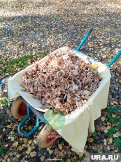 Опята в лесах собирают целыми тележками