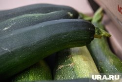 Длина кабачка-рекордсмена побила все рекорды и составила 75 сантиметров