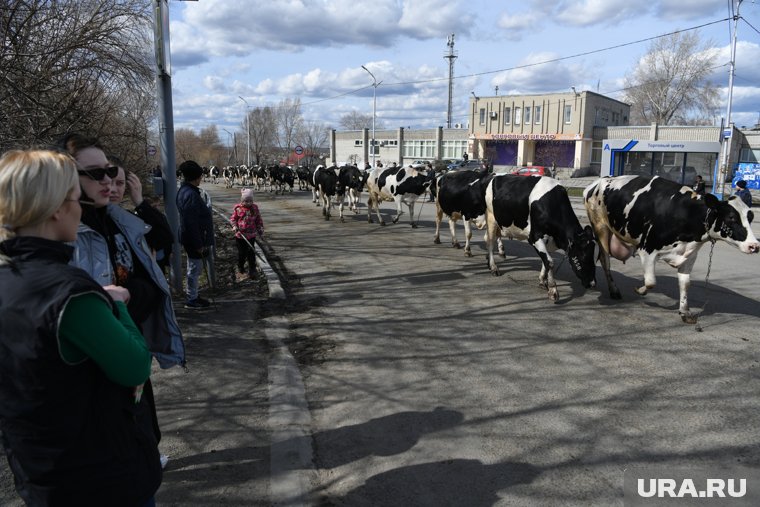 Эвакуация коров с фермы, уходящей под воду