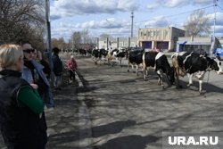 Эвакуация коров с фермы, уходящей под воду