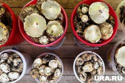 Грузди собирают в Курганской области