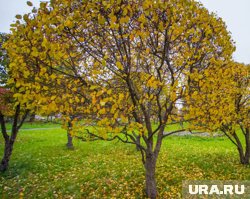 Яблони нужно обязательно укрыть от холода